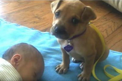 Szczeniaczek dzielnie pilnował noworodka! Zobacz co zrobił gdy poczuł zmęczenie!