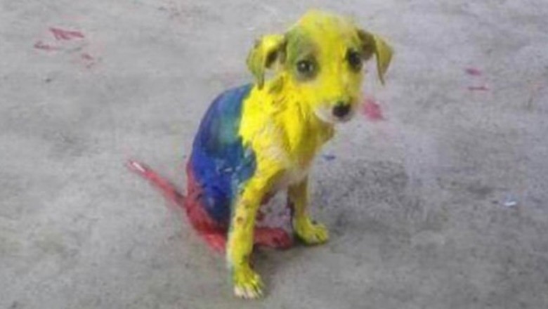 Szła ulicą kiedy zobaczyła psa z bardzo dziwnym kolorem futra! Gdy przyjrzała się bliżej byłą w szoku! 