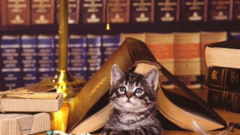 Ta niesamowita "kocia biblioteka" umili Ci godziny pracy.