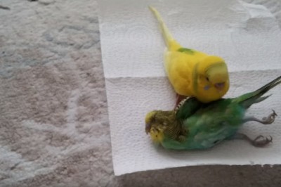 Ta papuga nie może pogodzić się ze śmiercią towarzyszki! Zobacz jej wzruszającą reakcję!