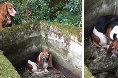 Ta suczka czuwała cały tydzień przy uwięzionej towarzyszce! Wzruszający akt przyjaźni! 