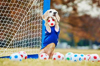 Ta suczka zawstydza większość bramkarzy! Zobacz jej niesamowite wyczyny z piłką! 