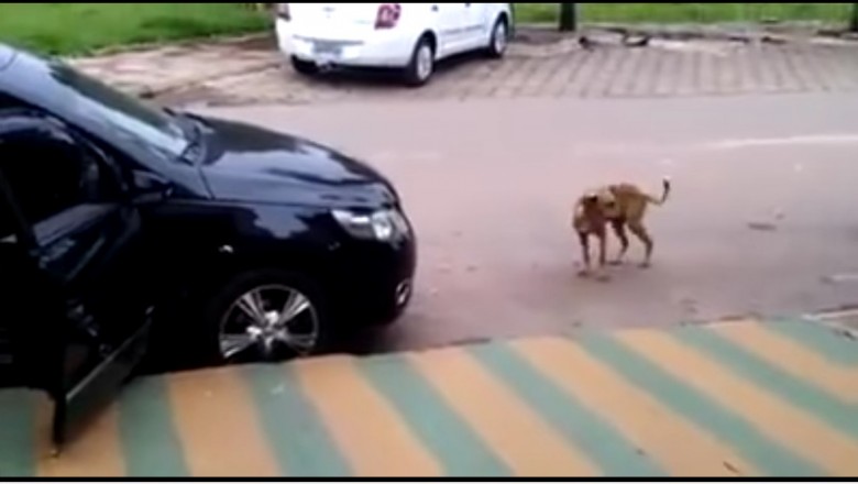 Takiego wyczucia rytmu jeszcze nie widziałam! Pies zaczyna dosłownie tańczyć słysząc muzykę z radia! 