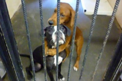 Te dwie suczki nie chciały się puścić kiedy jedna z nich miała zostać uśpiona! Wtedy pojawił się ON! 