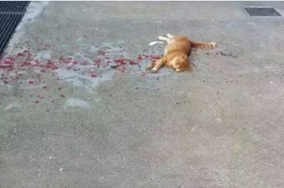 Te zdjęcie krwawiącego kota wygląda źle! Ale dopiero gdy przyjrzysz się bliżej zrozumiesz prawdę!