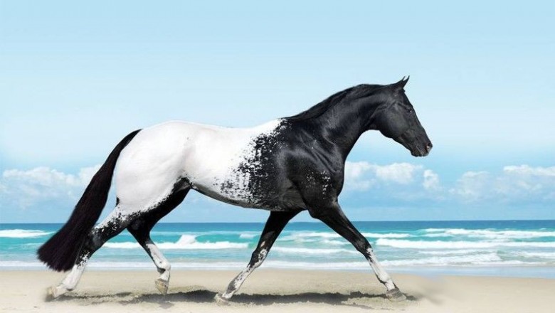 Te zwierzęta są cudowne i majestatyczne! 19 artystycznych zdjęć koni które ukazują ich piękno! 