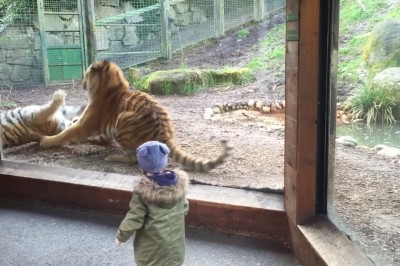 Tego nie mogła przewidzieć! Obudzony wściekły tygrys przeraził małą dziewczynkę! 