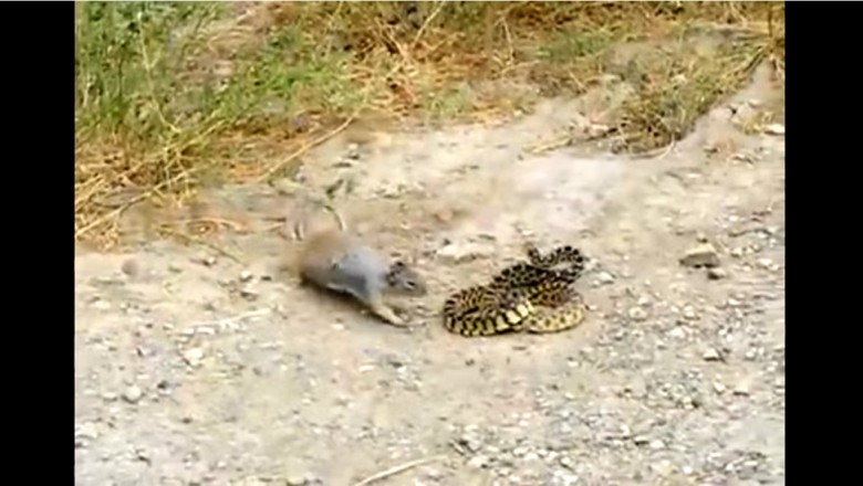 Tego się naprawdę nie spodziewałem! Brutalna walka wiewiórki z wężem z niesamowitym finałem!