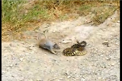 Tego się naprawdę nie spodziewałem! Brutalna walka wiewiórki z wężem z niesamowitym finałem!