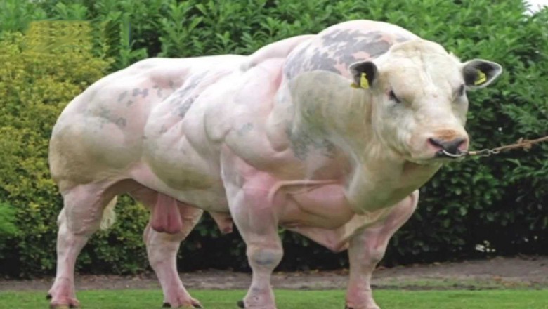 Ten byk wygląda jak żywa góra samych mięśni! Przesadny efekt modyfikacji genetycznych? 
