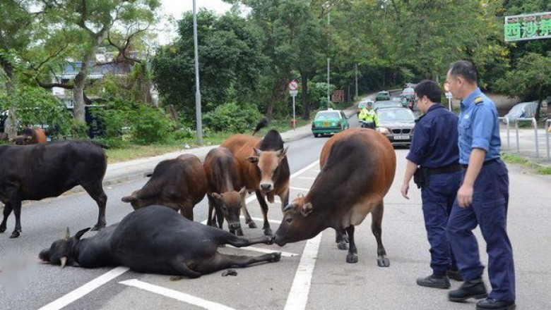 Ten byk został potrącony przez samochód! Zobacz  jak inne zwierzęta otoczyły go opieką! 