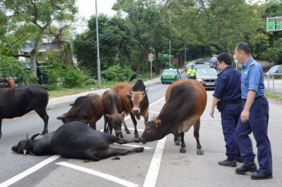 Ten byk został potrącony przez samochód! Zobacz  jak inne zwierzęta otoczyły go opieką! 