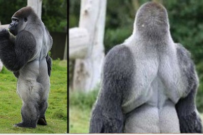 Ten goryl zachowuje się zupełnie jak człowiek! Bardziej przypomina jaskiniowca niż zwierzę! 