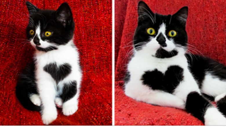 Ten kot dosłownie nosi serce na swojej piersi! Zobacz jak niesamowicie wygląda mały Zoe!
