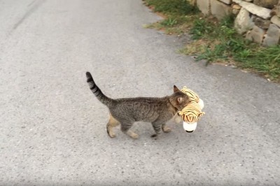 Ten koteł nie ma skrupułów! Taki drapieżnik w domu może być niebezpieczny :D