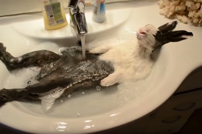 Ten królik wie jak się relaksować. Król życia w... umywalce.