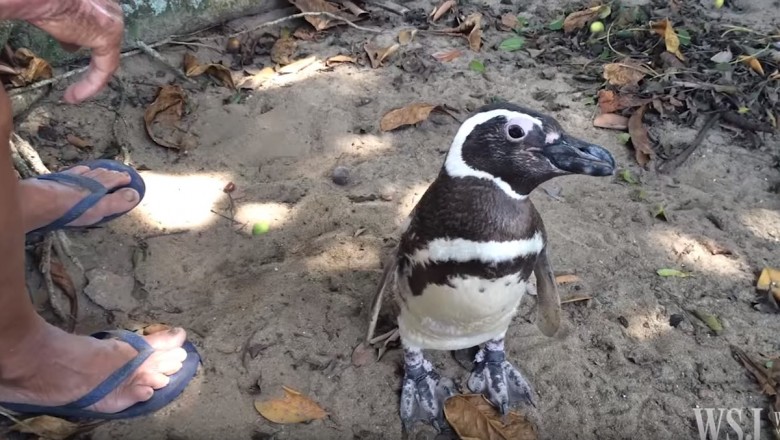 Ten niesamowity pingwin co roku przemierza kilometrów by spotkać człowieka który ocalił mu życie!