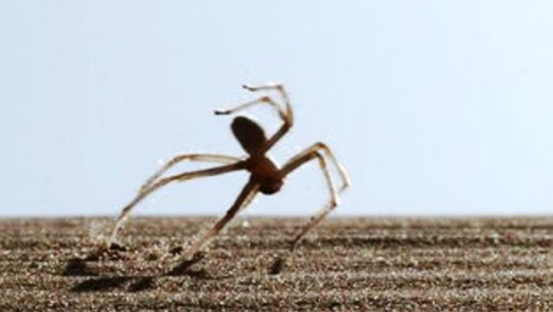 Ten pająk potrafi skakać i robić salta jak akrobata. Przygotuj miotacz ognia! 