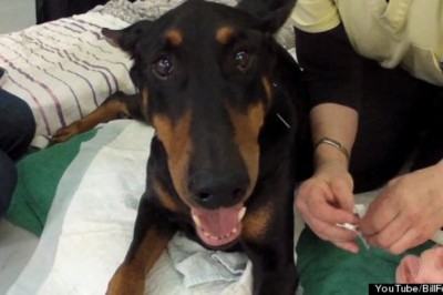 Ten pies był sparaliżowany po ciężkim wypadku. Zobacz jak walczy o normalne życie!