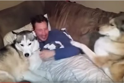 Ten pies wie jak przyciągnąć uwagę. Zazdrosny Huskies tresuje swojego pana. 