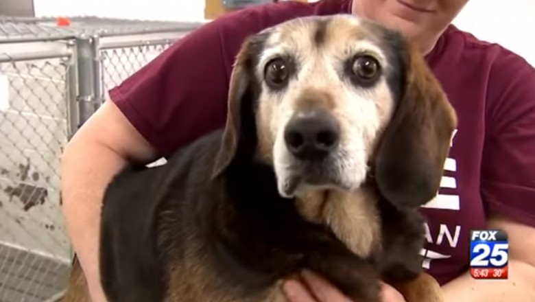Ten pies zaginął dwa lata temu! Zobacz jego niesamowitą reakcję gdy znów usłyszał głos właściciela! 