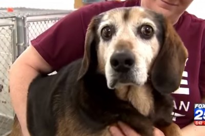 Ten pies zaginął dwa lata temu! Zobacz jego niesamowitą reakcję gdy znów usłyszał głos właściciela! 