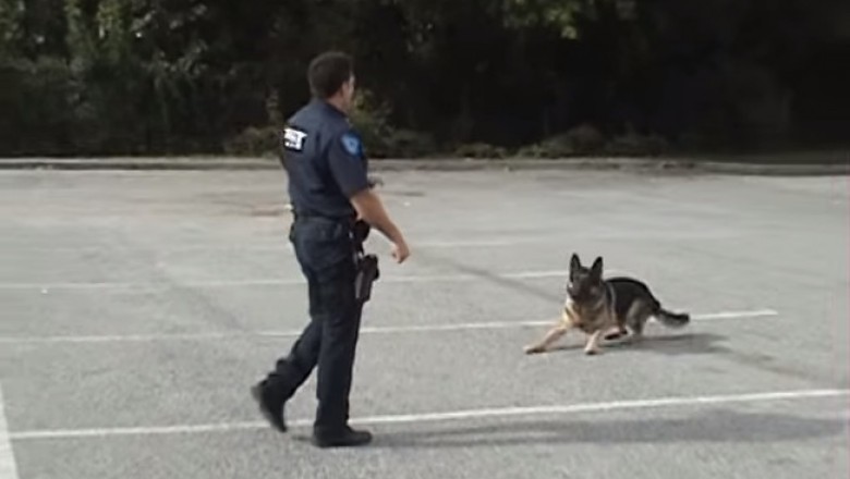 Ten policyjny pies w 20 sekund zaskoczy Cię swoimi umiejętnościami! Świetna tresura!
