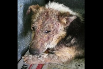 Ten skatowany szczeniak zaznał  po raz pierwszy ludzkiej miłości! Zobacz jak go to zmieniło!