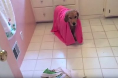 Ten sprytny szczeniak sam potrafi wziąć kąpiel. Zobacz jego słodkie wyczyny! 