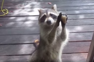 Ten szop odkrył niesamowity sposób zdobywania jedzenia od ludzi. Ma talent! 