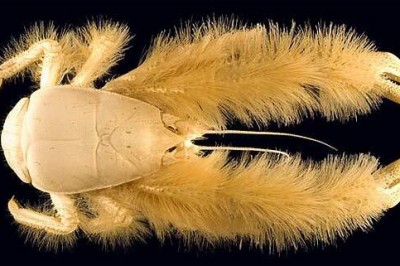 To co ekipa naukowców znalazła na dnie oceanu zaskoczyło wszystkich biologów!