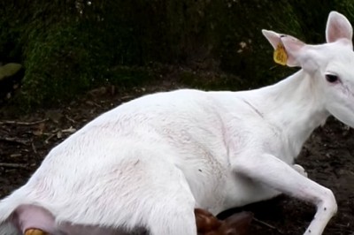 To co urodziła ta białą sarna zaskoczyło wszystkich! Takie zwierzęta to prawdziwa rzadkość!