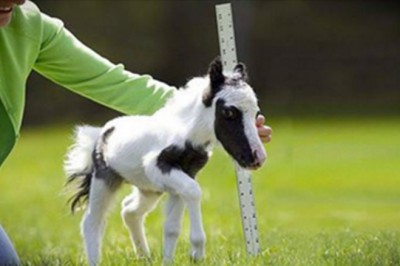 To oficjalnie najmniejszy konik na świecie! Teraz zobacz jak słodko wygląda gdy biegnie!