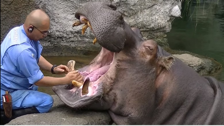 Trzeba mieć naprawdę stalowe nerwy! Ręczne mycie olbrzymich kłów hipopotama! 