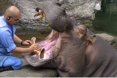 Trzeba mieć naprawdę stalowe nerwy! Ręczne mycie olbrzymich kłów hipopotama!