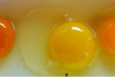 Tylko jedno z nich jest naprawdę zdrowe! Dowiedz się co kolor żółtka mówi o pochodzeniu jajka!