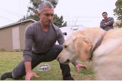 Tym razem coś poszło nie tak! Słynny zaklinacz psów nie przewidział takiej reakcji agresywnego psa!