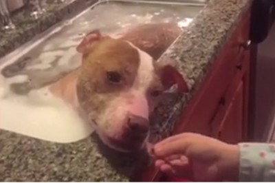 Umieścili skatowanego pitbula w kąpieli! Jego reakcja podbiła serca pracowników schroniska!