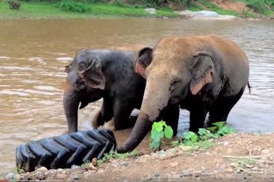 Uratowali te słonie przed tragicznym losem. To nagranie pokazuje jak ważna jest wolność!