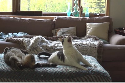 Usłyszał bardzo dziwne dźwięki w swoim domu! Wtedy włączył kamerę i zaczął nagrywać swoje koty!