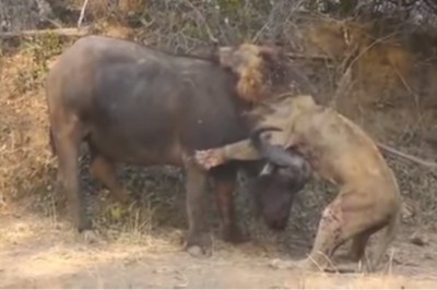 Walka na śmierć i życie! Lew zaatakował olbrzymiego bawoła ale nadział się na jego ostre rogi!