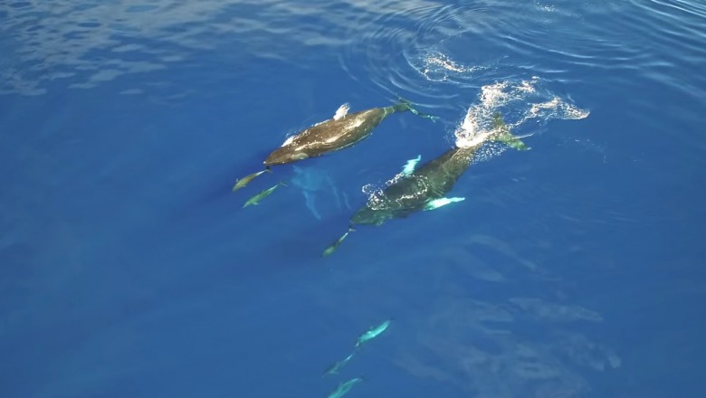 Widoki zapierają dech w piersiach! Olbrzymie humbaki nagrane u wybrzeży Hawaii 