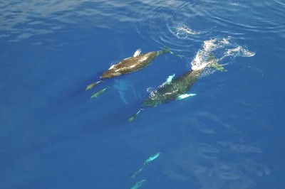 Widoki zapierają dech w piersiach! Olbrzymie humbaki nagrane u wybrzeży Hawaii 