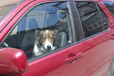 Widzi psa umierającego w gorącym aucie! Ratuje go w  niesamowity sposób, zamiast zbić szybę...
