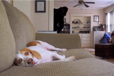 Widzisz goryla w tle? Reakcja psa gdy go zobaczył zupełnie mnie zaskoczyła! 