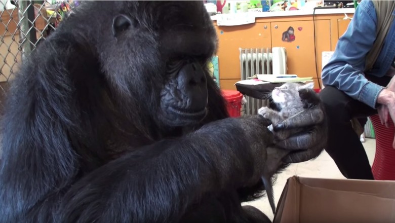 Wielki goryl poznaje malutkie kociaki. Jego ludzka reakcja wzruszy każdego! 