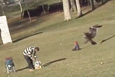 Wielki orzeł porywa dziecko w miejskim parku! Ojciec był w szoku i nie wiedział co robić!