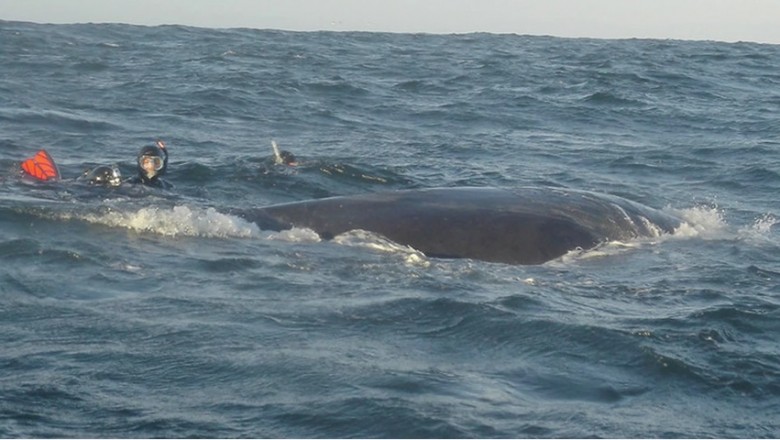 Wieloryb podpłynął do łodzi wystawił głowę ponad wodę! Nagle ludzie zrozumieli co chce im pokazać...