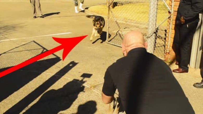Wojskowy pies czekał dwa lata, żeby znów spotkać swojego pana! Zobacz jego reakcje gdy otworzyli klatkę!