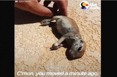 Wyciąga ze swojego basenu małego pieska preriowego który nie oddycha! Zobacz niezwykłą reanimację! 